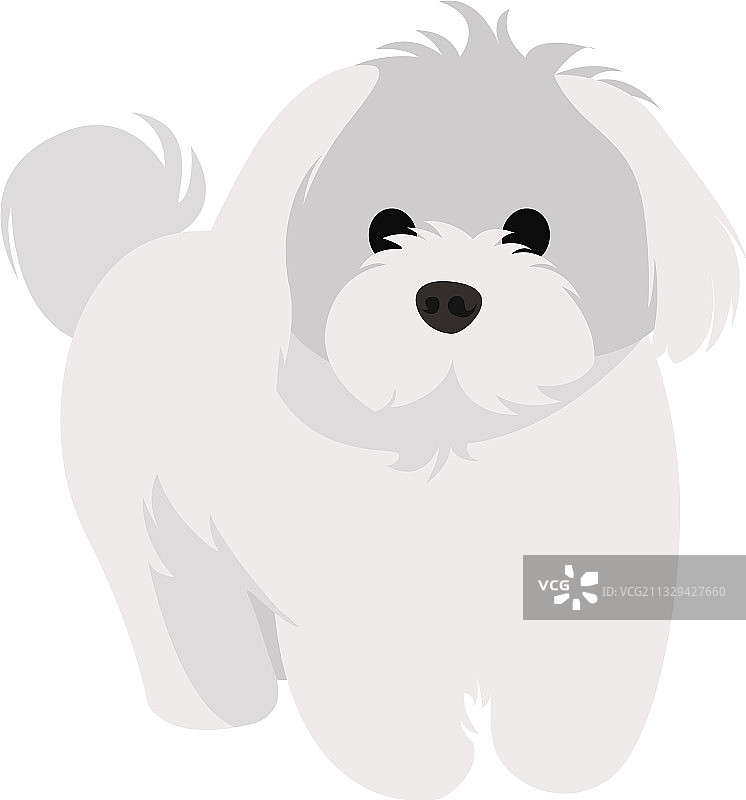 白色背景上的白色比熊犬图片素材