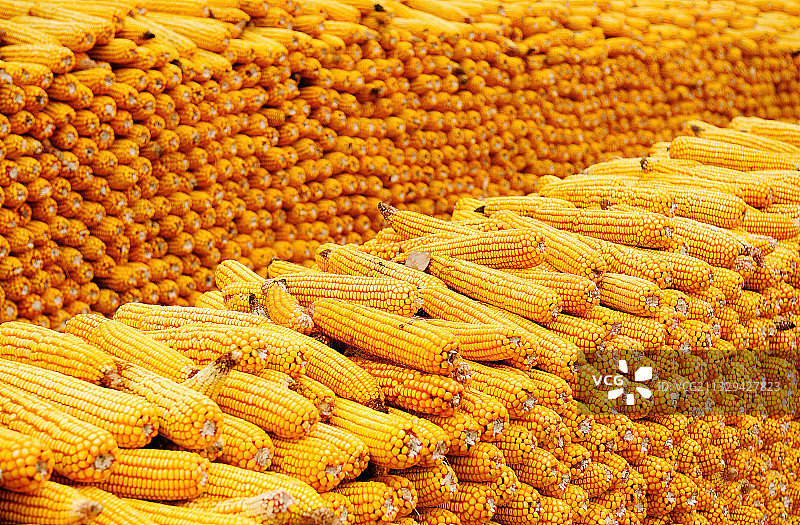 北大荒丰收的金色玉米图片素材