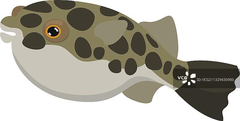 白色背景上的河豚图片素材