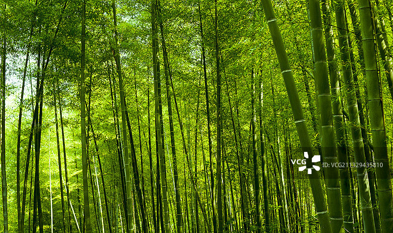 中国 湖南 桃江 楠竹图片素材