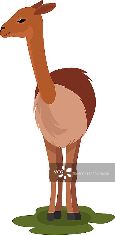 白色背景上的棕色小羊驼图片素材