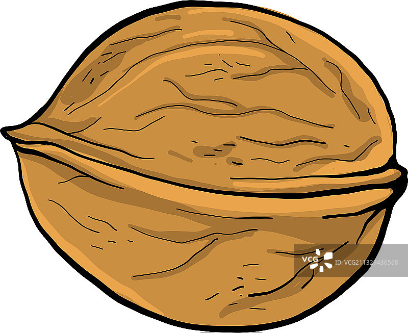 白色背景上的普通棕色核桃图片素材
