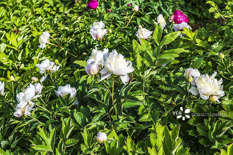 圣洁白芍药图片素材