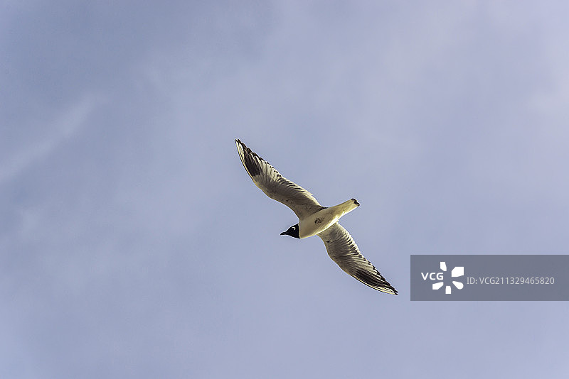 渤海辽东湾辽宁营口夏季海边飞来的一只黑嘴鸥图片素材