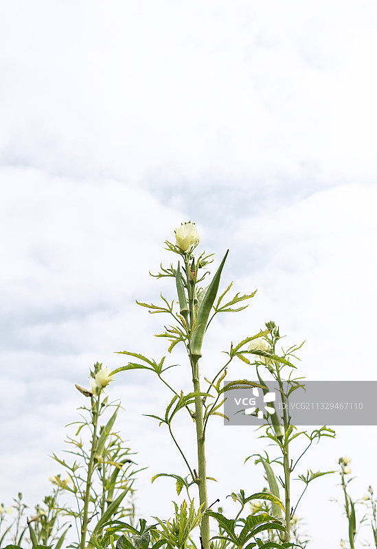 秋葵 植物图片素材