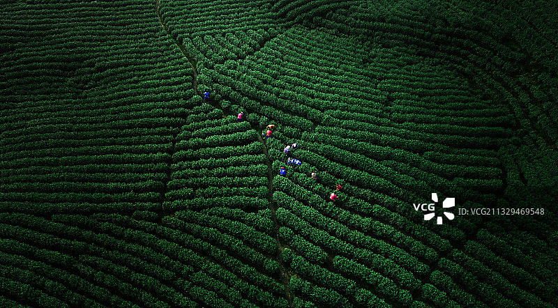 白茶园图片素材