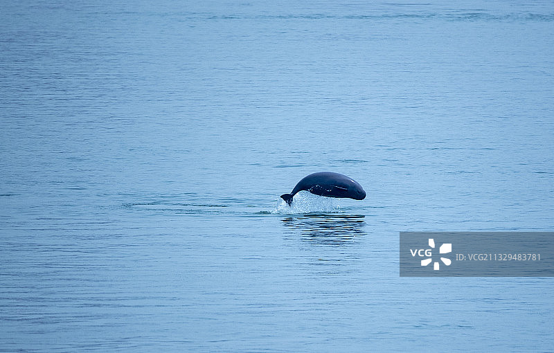 湖北宜昌江边出现江豚群图片素材