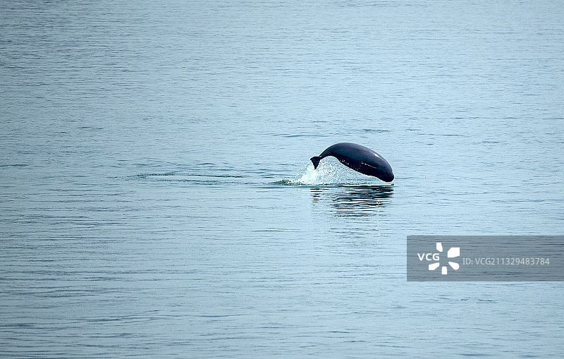 湖北宜昌江边出现江豚群图片素材