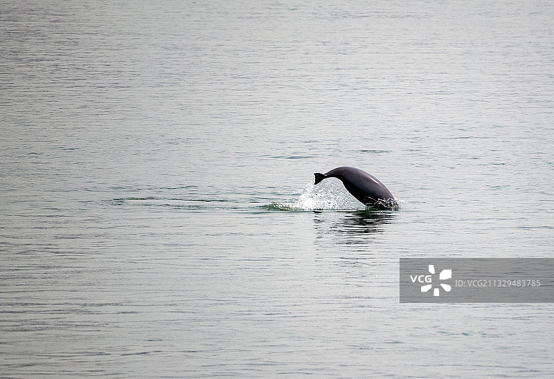 湖北宜昌江边出现江豚群图片素材