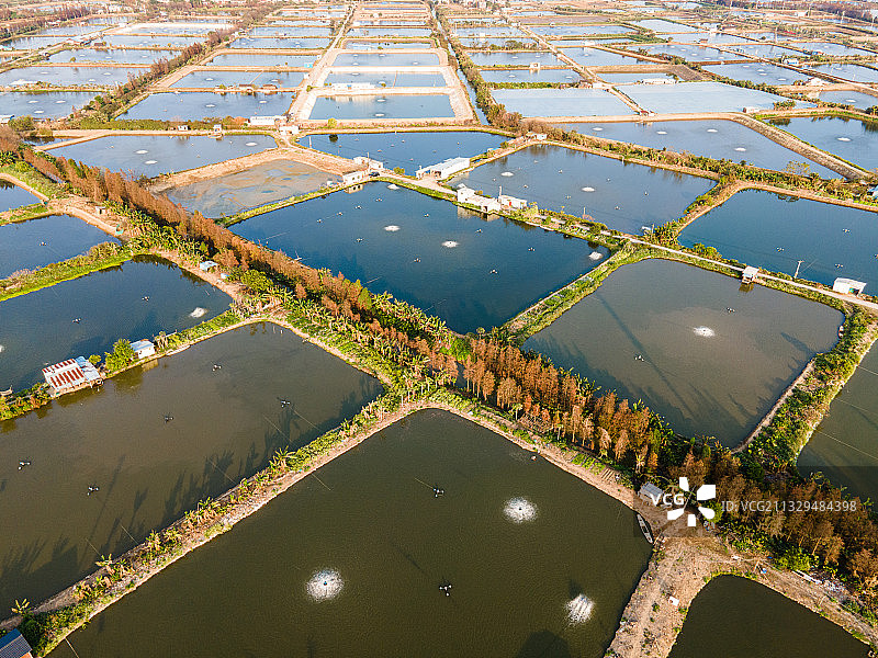 航拍佛山顺德桑基鱼塘农业景观图片素材