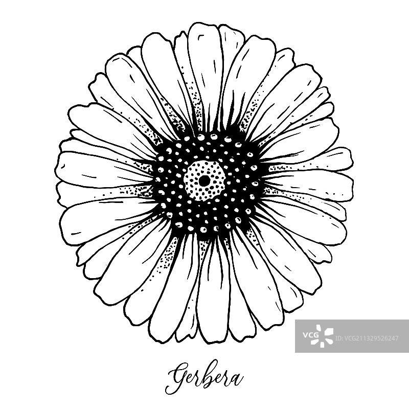 手绘甘菊雏菊非洲菊图案图片素材
