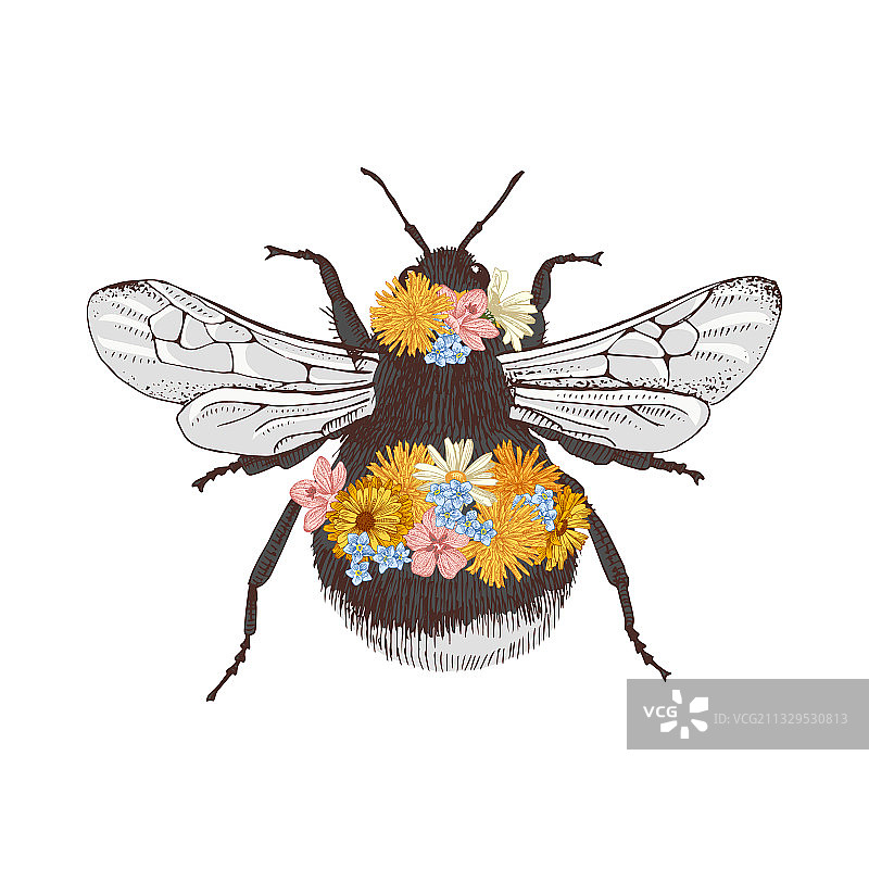 手绘大黄蜂图片素材