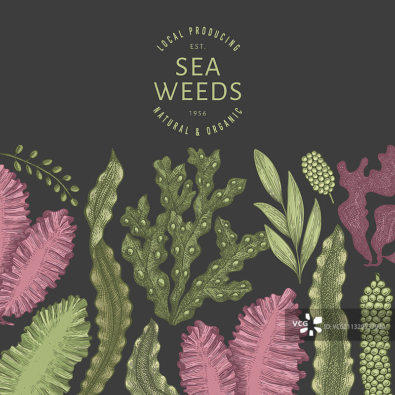 手绘海藻颜色设计模板图片素材