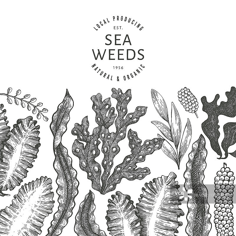 手绘海藻设计模板图片素材