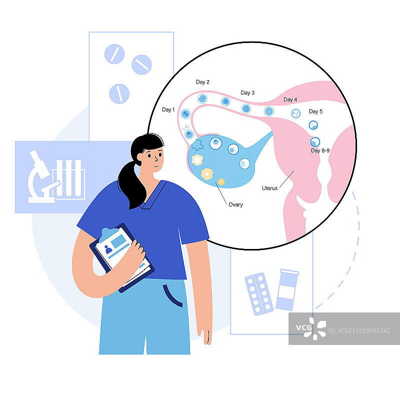 胚胎发育概念图片素材