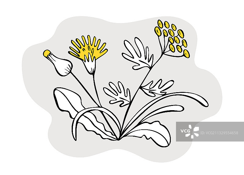 植物花卉图案图片素材