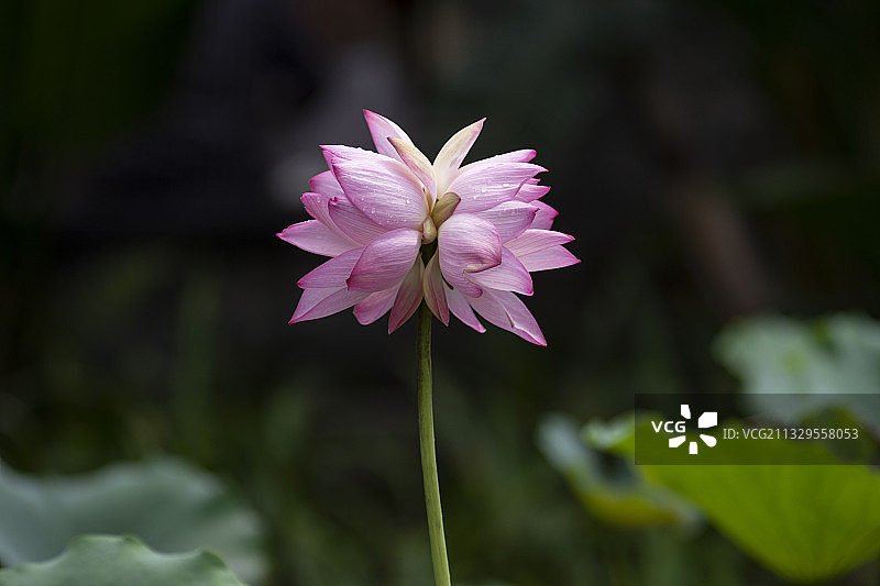 并蒂莲图片素材