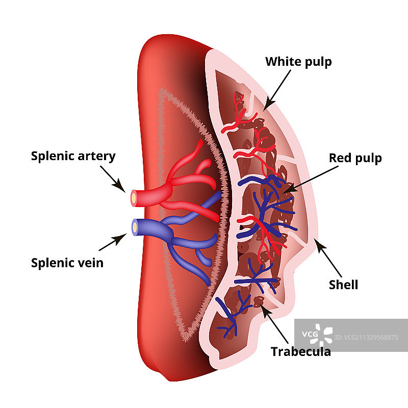 解剖结构脾脏图片素材