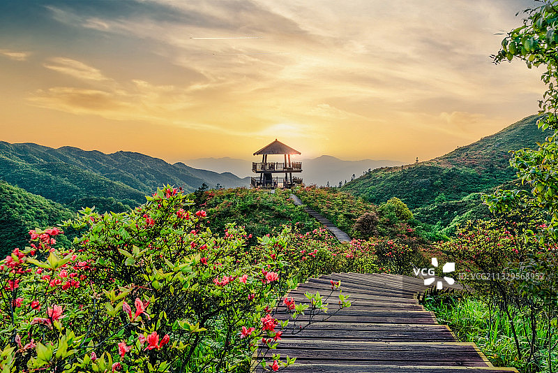 映山红图片素材