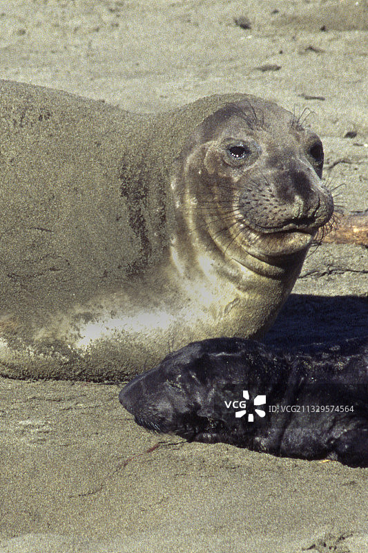北方象海豹母海豹与新生幼崽特写图片素材