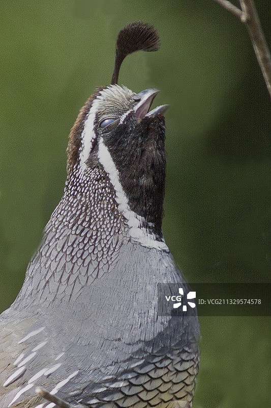 加州鹌鹑雄鸟鸣叫特写图片素材