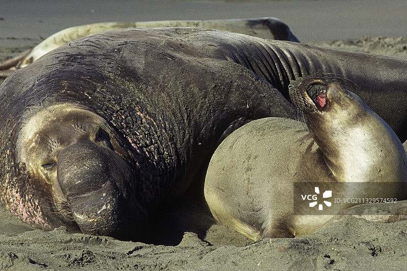 北方象海豹：雄性与雌性交配图片素材