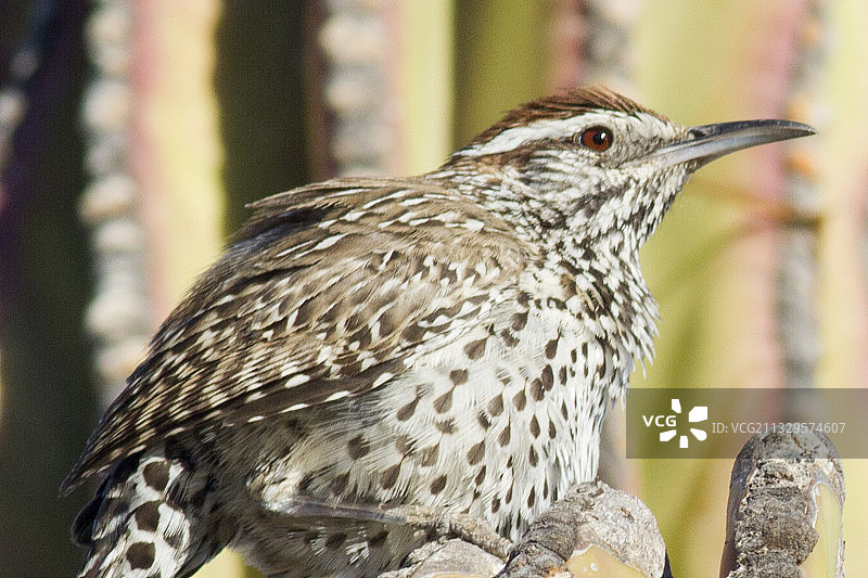 近距离拍摄的仙人掌鹪鹩图片素材