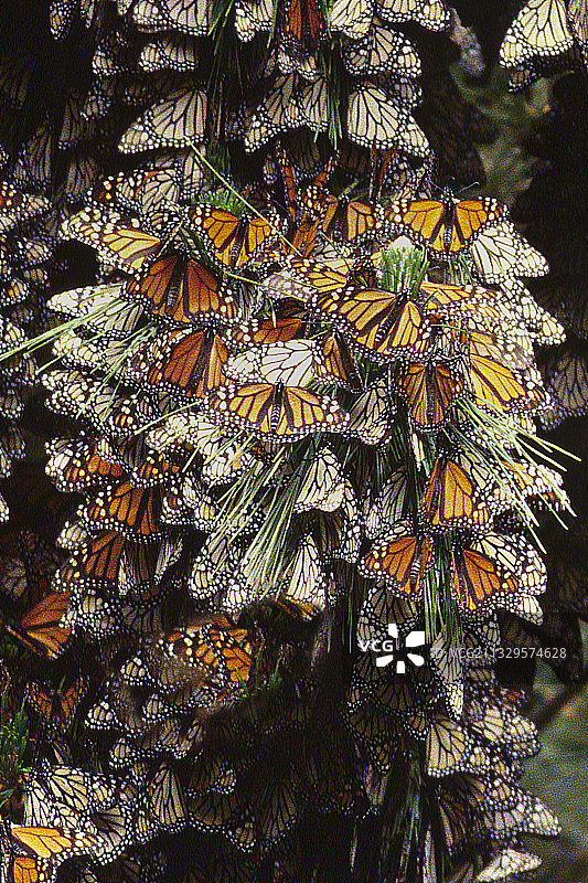 聚集在一起取暖的一群帝王蝶图片素材