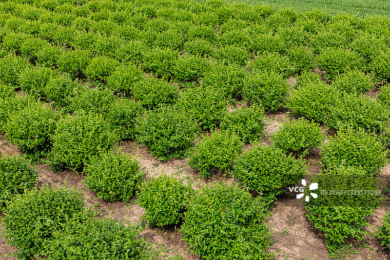 河南省濮阳市清丰县农田种植的金银花图片素材