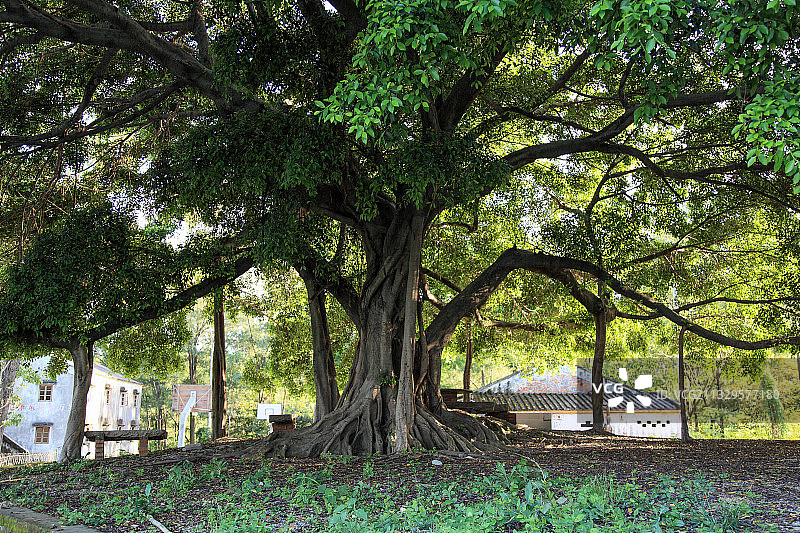 江门 大西坑郊野公园图片素材