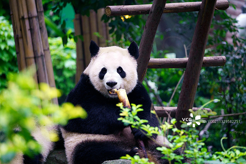 大熊猫一号别墅 成都图片素材