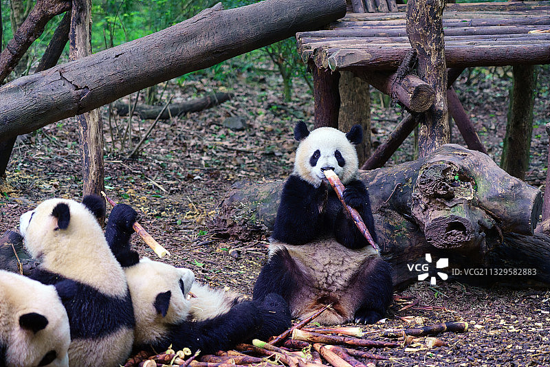 大熊猫一号别墅 成都图片素材