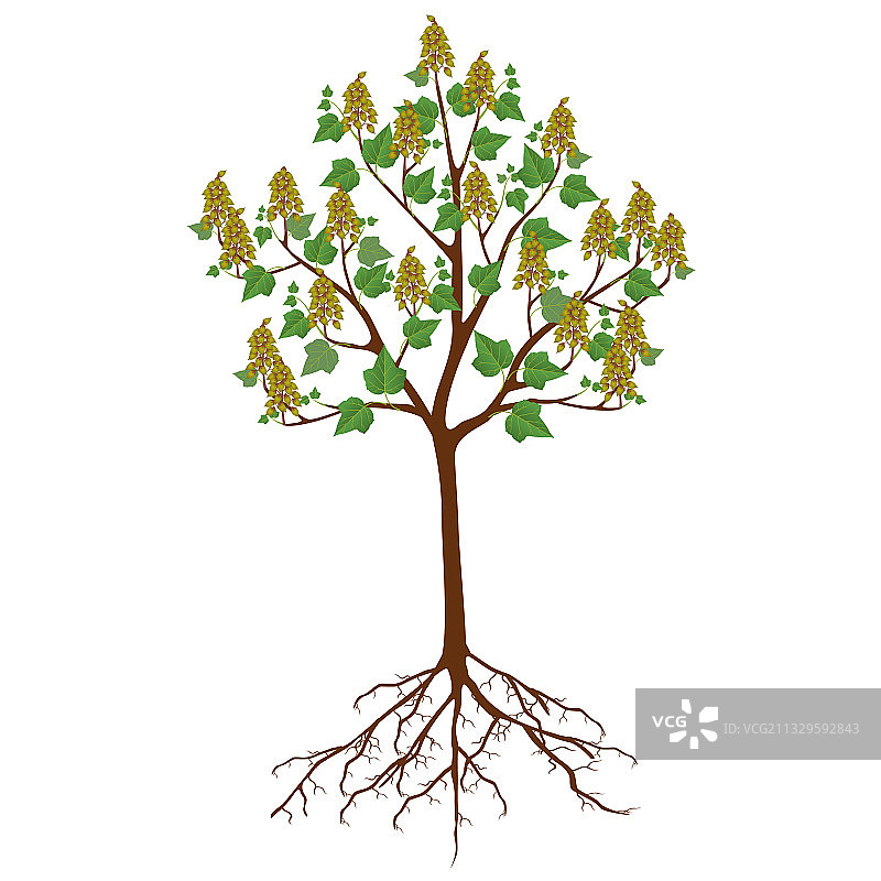 结满果实的泡桐树图片素材