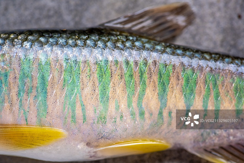 鲤形目鲤科马口鱼特写图片素材