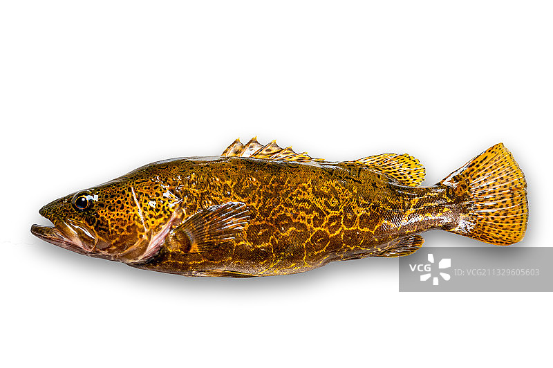 鲈形目鮨科鳜属圆筒鳜斑鳜图片素材