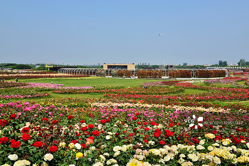 第12届南阳月季花会图片素材
