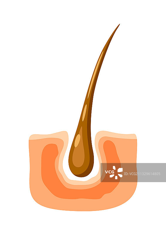 毛囊脱落图片素材