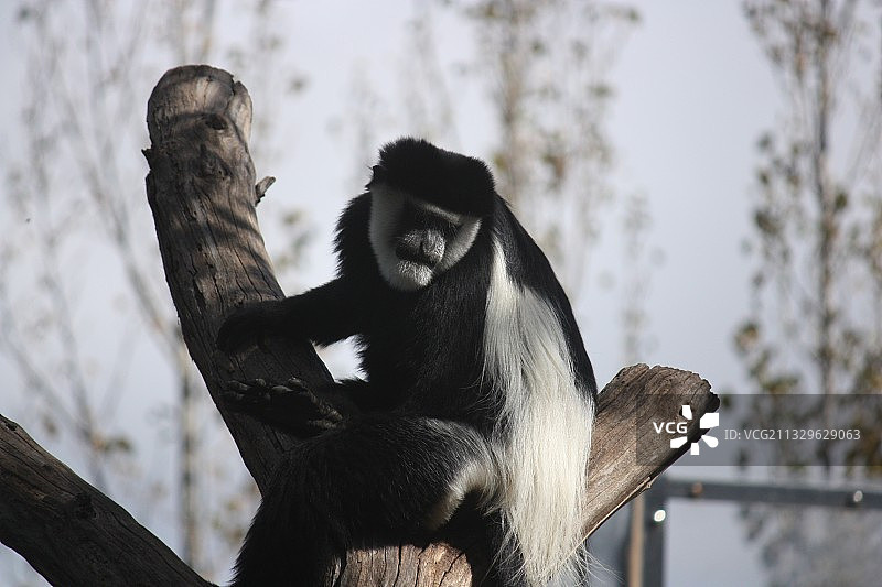 低角度拍摄：黑白疣猴栖息在树上，堪培拉，澳大利亚首都领地，澳大利亚图片素材