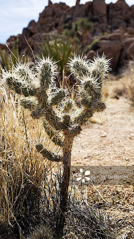 原野上的仙人掌特写图片素材