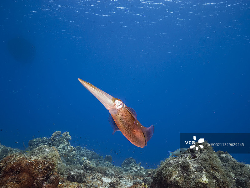 鱼在海中游动（仰视角度）图片素材
