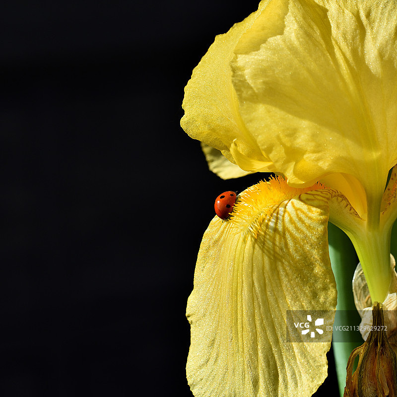 黑色背景下的黄色玫瑰花特写图片素材