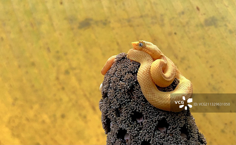 手持毒蛇图片图片素材