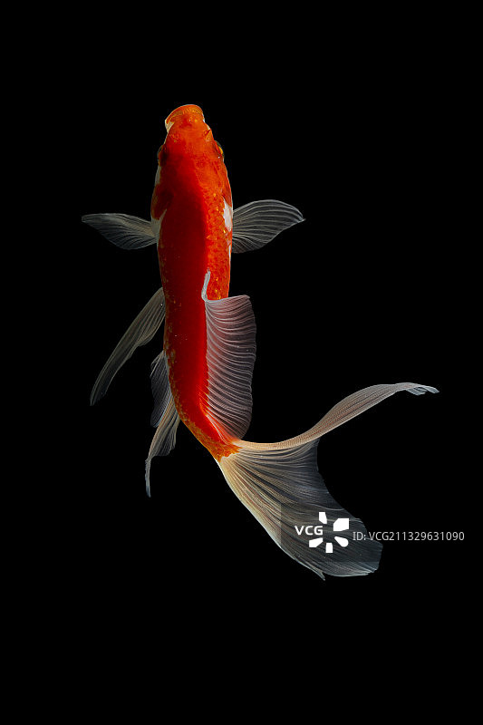 金鱼在黑色背景鱼缸中游泳特写图片素材
