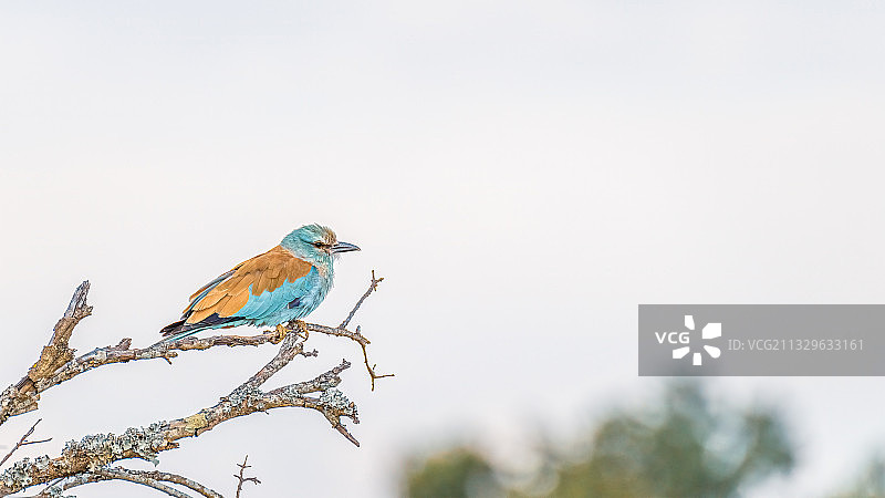 肯尼亚纳纽基奥尔佩杰塔保护区，丁香栖息在树枝上特写图片素材