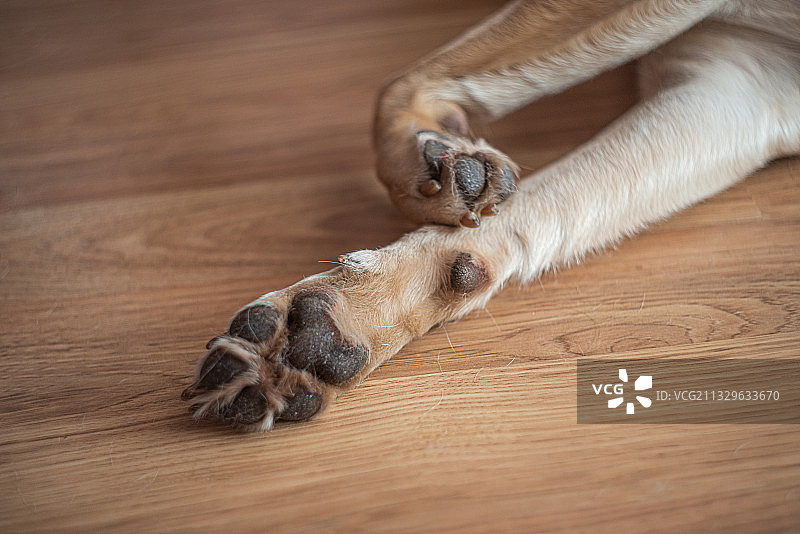 在地板上抚摸狗的裁剪图图片素材