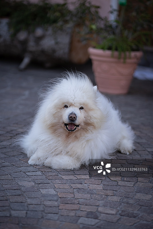 白色萨摩耶犬肖像图片素材