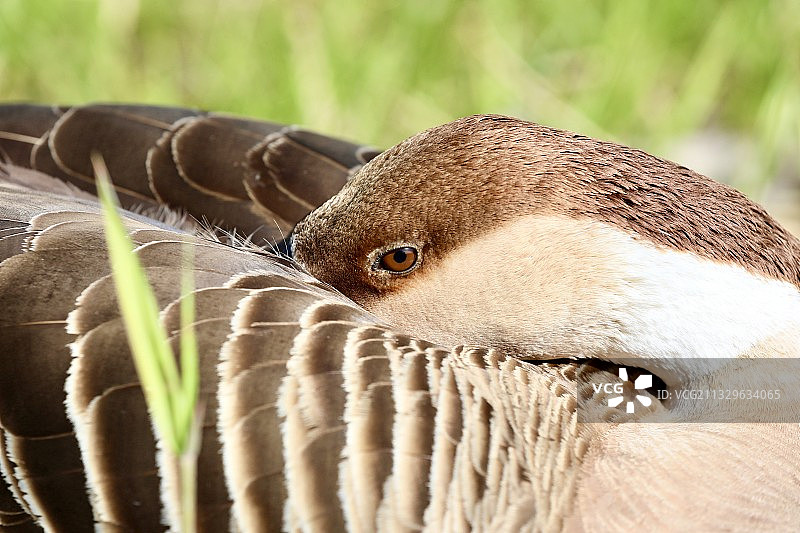 鸿雁水禽特写图片素材