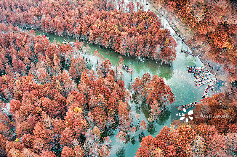 安徽宁国落羽杉湿地公园风光航拍图片素材