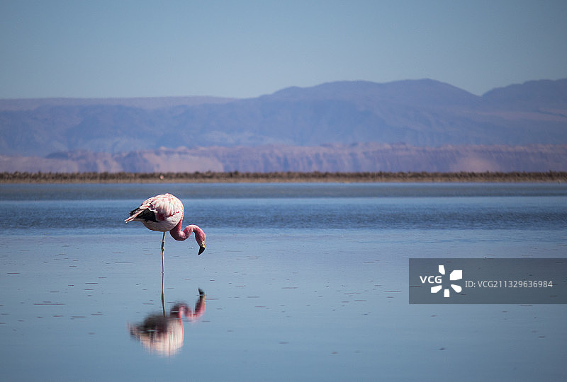 智利安托法加斯塔地区圣佩德罗德阿塔卡马湖中奔跑的火烈鸟侧视图图片素材