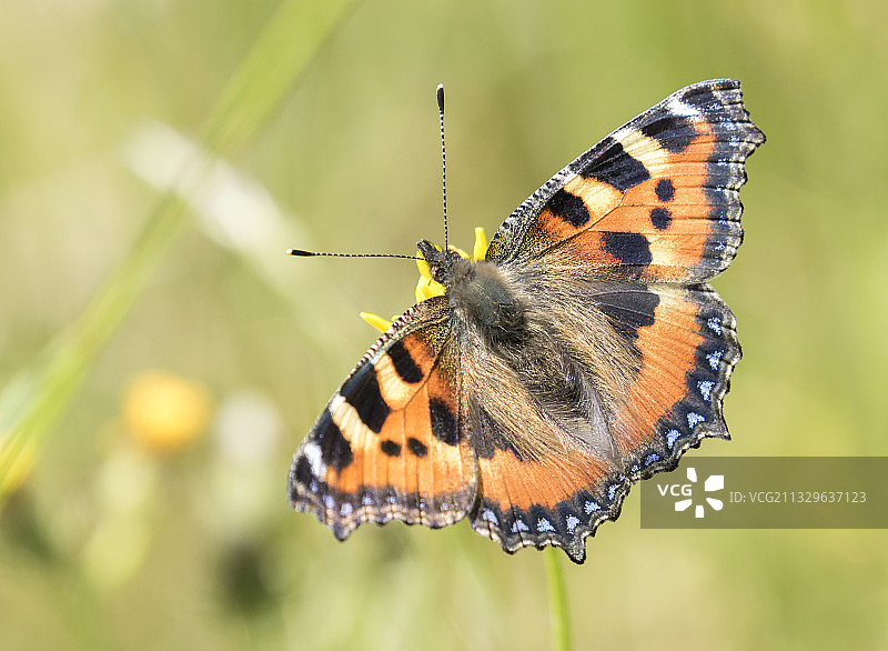 树叶上的蝴蝶特写，荷兰艾斯图片素材